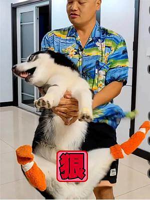二哈打架不講武德，差點一口把土狗給絕育了，看得我不禁雙腿一緊 #二哈  #萌寵  #抖音動物圖鑒 