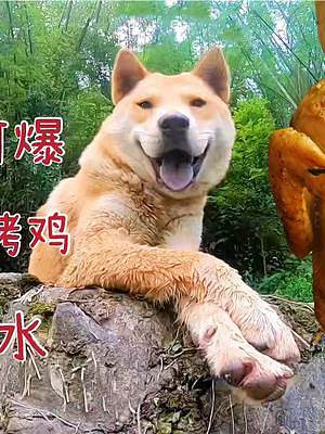 朋友來我們家玩耍，抓一只土雞烤著吃，阿爆夾著尾巴也要等到最后