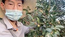卖100元一斤的茶油，小伙边谈恋爱边摘茶籽，不愧是时间管理大师