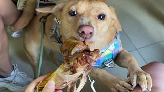帶著狗子去飯店蹭吃蹭喝