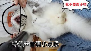 吹個(gè)毛毛一頓佛山無(wú)影腳伺候，兩個(gè)圓圓的家伙隨風(fēng)飄揚(yáng)