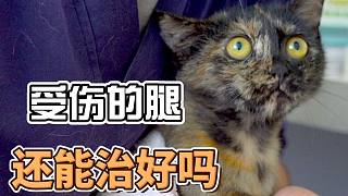 帶流浪貓小玳瑁去打疫苗，醫(yī)生告訴我一個令人痛心的消息，當(dāng)時差點(diǎn)淚奔