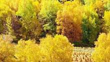 11:00直播金塔胡杨林#同城热点榜 #落叶知秋 #秋天 #大漠胡杨 #早安 #胡杨林