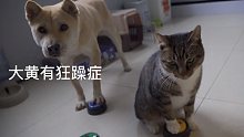 让猫训狗，狗训猫，结果大黄狂躁症发作。