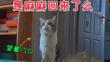 猫都这样么？主人外出，就等在门口，不玩不闹，也不好好吃饭...好心疼呀