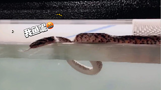 臥槽，我家魚缸上有條蛇…這是毒蛇？