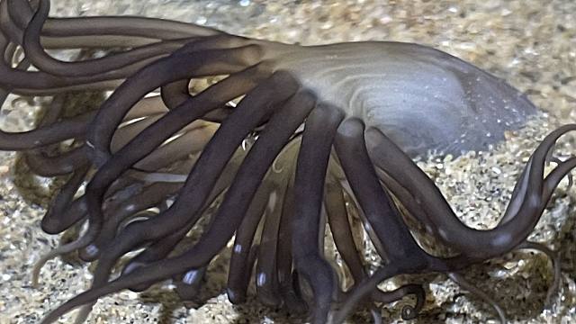 大齐赶海,发现沙滩上一根根小管里有这种管虫,好像大海葵一样