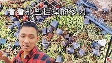 多肉大棚转一圈，看看那些挂掉的多肉，徒长的直接扔掉！