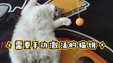 懒成一块猫饼，还需要手动激活