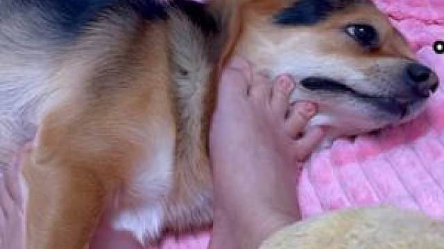 主人让狗狗暖脚,狗狗想逃却逃不掉,生无可恋的表情太逗了!