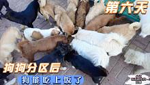 打造幸福流浪狗大院第六天，大小狗分区后，每个都能吃上饭了