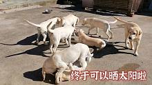旺歌一家：国庆假期结束了也晴天了，毛孩子终于可以开心的晒太阳