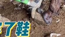 毛驴前蹄太长了，像穿了鞋子，走路看着都累，修完蹄走路轻松多了