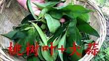 “桃树叶+大蒜”捣碎是个宝，男女老少都需要，解决不少烦恼