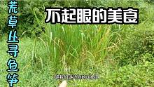 荒草里寻找美食材料，看着满地杂草，能有怎样的收获？