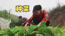 湖南突然变天，村民总动员赶早种菜，奶奶悄悄种了一块地