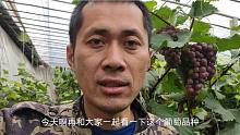 “老味道”葡萄，亩产轻松7000斤，好种，好养，一年还能2到3次果