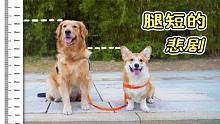 小柯基因为腿太短，总是被主人忽视，大金毛笑了！