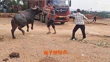 农村集市会打人品种摩拉大公牛，两个大汉都招架不住，原来是认主