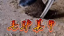 毛驴美甲
 