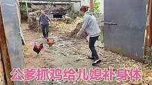 公爹抓鸡给儿媳补身体，动作利索一气呵成，平平直夸公爹好身手