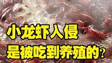 小龙虾真的入侵我国失败了？真的是被吃到只能养殖的吗？不是的！