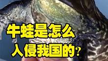 牛蛙是怎么入侵我国的呢？比小龙虾还悲催的命运！