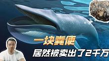 比黄金还贵的鲸鱼便便，到底有啥作用！