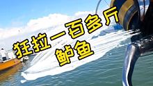 千年难得一见的鱼群。 #船钓海钓 #海钓 #钓鱼