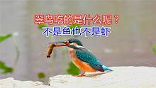 翠鸟这是饿急了吧，看看它吃的是什么？拍的时候还以为是虾子呢