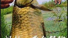 探钓黄金鲫，如果你也喜欢钓鱼，喜欢野钓，请给海弟一个免费的双击，感谢支持 #钓鱼 #户外钓鱼 #野钓