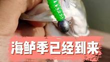 海鲈鱼季节来了，你还在等什么 #波动T尾鱼2  #公子pe线 #路亚钓鱼
