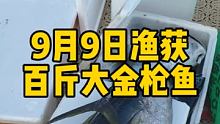 9月9日鱼获，五条百斤大金枪。 #三亚钓鱼 #三亚海钓 #浮台钓大金枪