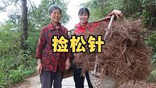 咖喱跟奶奶让山捡松针，以前大家抢着捡，如今没人要，你捡过吗