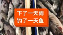 钓鱼人的执着，下了一天雨，在雨中钓了一天 #钓鱼 #海钓 #钓鱼人