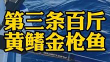 第三条百斤黄鳍金枪鱼！ #三亚海钓 #三亚飞杰海钓 #三亚钓鱼