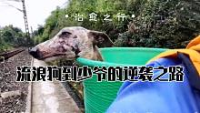 一只惠比特犬到家一年的变化，流浪狗到少爷的逆袭之路