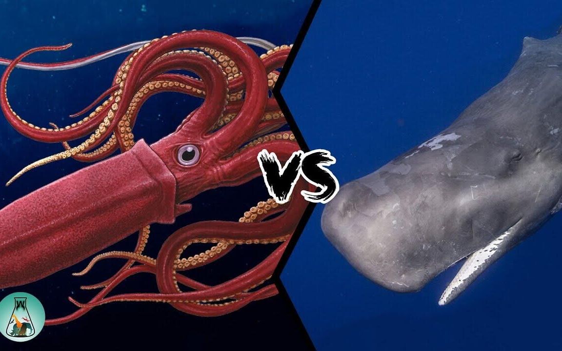 巨型鱿鱼真的能抗衡抹香鲸?吐槽猛兽大对决