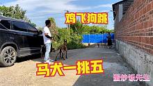 炒饭带马犬散步，突然好几条凶恶的土狗来挑衅，看天狼霸气一挑五