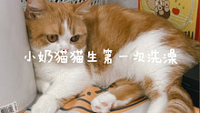 翻出了小奶猫猫生第一次洗澡的存货