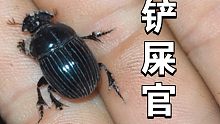 屎壳郎也有寄生虫