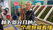 林下参分几种？张雷人参批发市场挑人参，看完全懂了