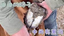 拐驴蹄子不敢落地，切开蹄心有个很深的黑洞，放血后打了消炎药