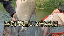 浮钓草鱼扁鱼 #垂钓 #浮钓草鱼