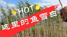 #喜欢野钓 #我乃钓鱼导师
