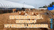 很多搞别的养殖业的人转行开始养牛，对于养殖这些人其实很有经验