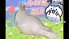 小白兔白又白  认真洗澡随便看......再看要给我兔粮了哦(  ･᷄-･᷅ )