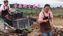去大棚拉废土填花坛，里面还有好多小多肉，就是没精力捡！