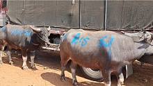 二万四千八两头小公牛，拉到湖南育肥年底有钱赚，划算不贵