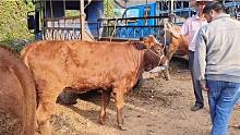 看看在云南农村市场，一万块买到三代西杂品种小母牛有多大值吗